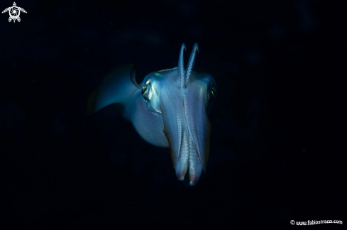 A underwater creature