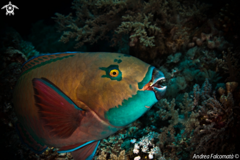 A Parrot Fish