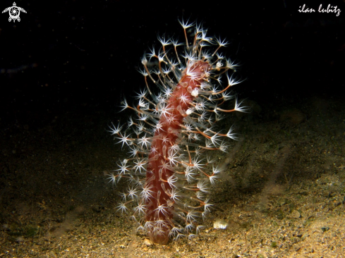 A sea pen