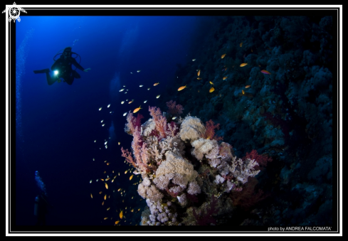 A Scuba Girl & Reef