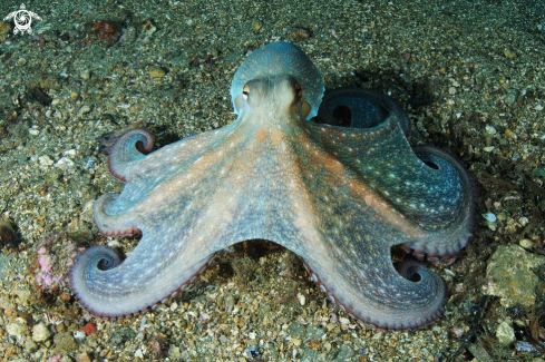 A Octopus vulgaris | Polpo