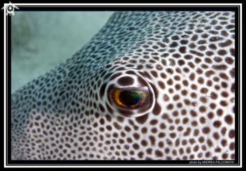 A Starry Pufferfish