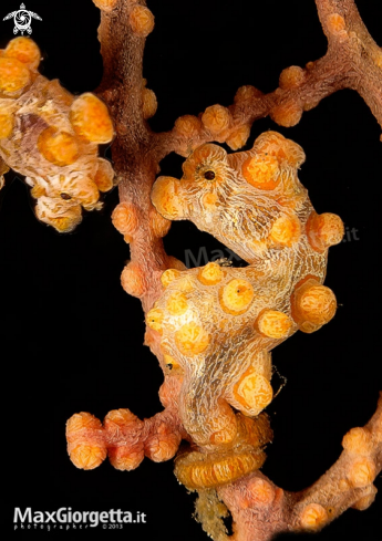 A Hippocampus bargibanti (yellow form) | Pigmy Sea horse Bargibanti yellow