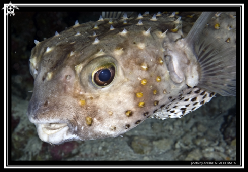 A Porcupinefish