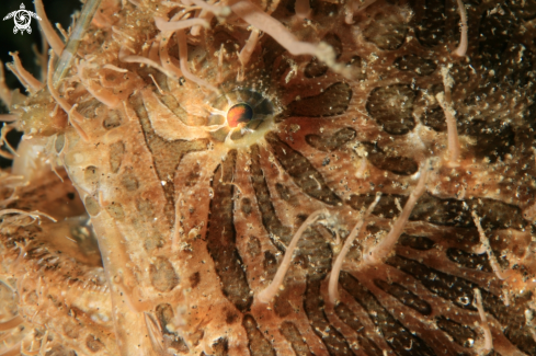 A Hairy Frog Fish