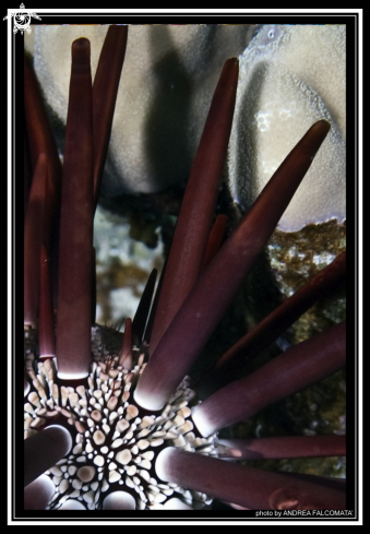 A Red slate pencil urchin