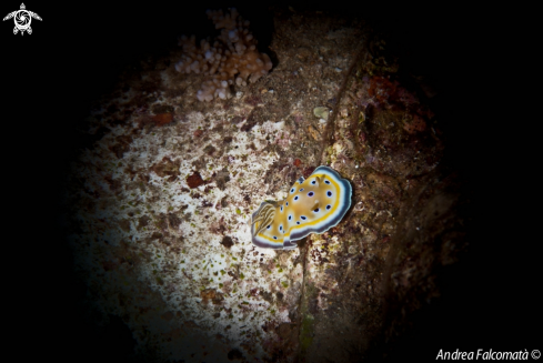 A Nudibranch