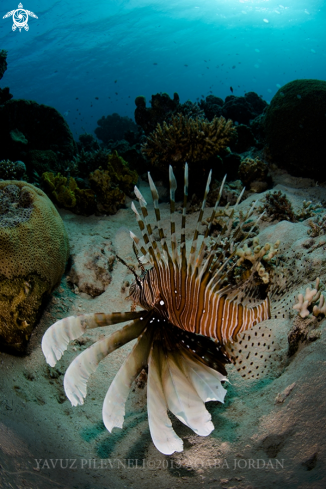 A Pterois volitans | Lionfish