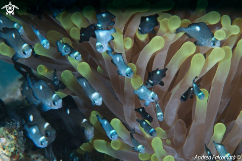 A Anemone & Fish