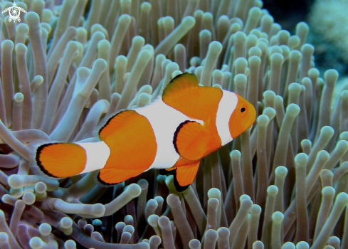 A Amphiprion