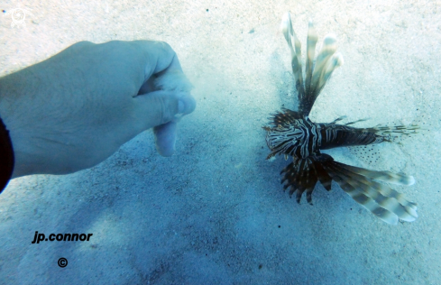 A Lionfish