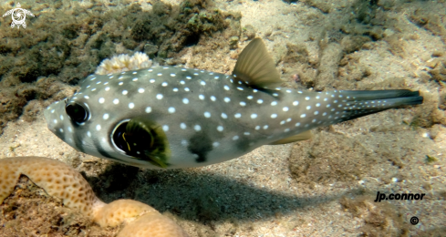 A poisson ballon