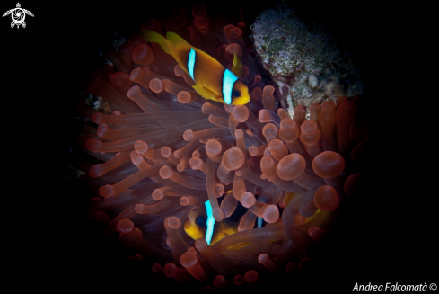 A anemone & clownfish