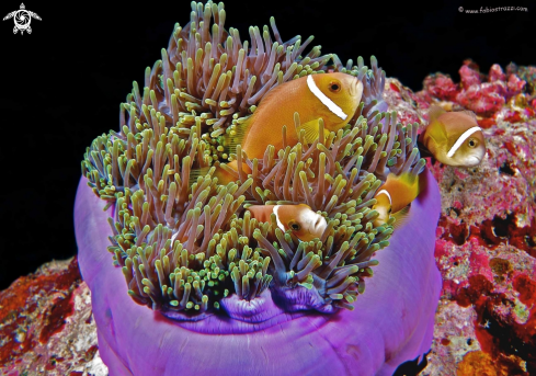 A Anemone fishes