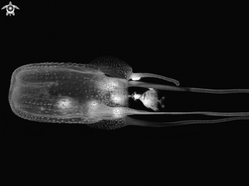 A Tamoya haplonema | Box Jellyfish