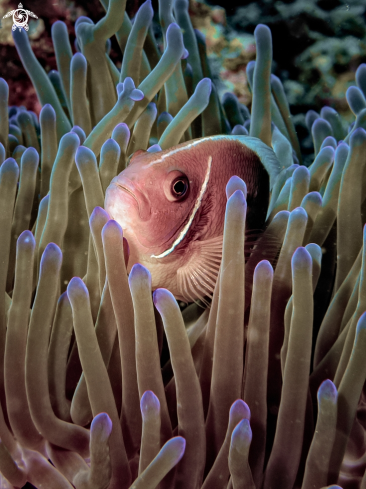 A Amphiprion perideraion | Pink Anemonefish