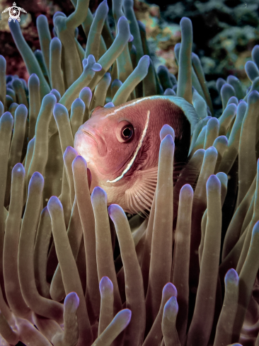 A Pink Anemonefish