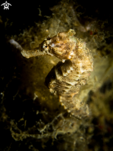 A Common Seahorse