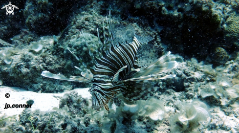 A Lionfish