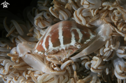 A Xenia Crab