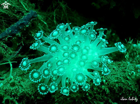 A Sea Anemone