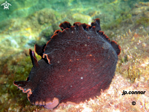 A Lièvre de Mer