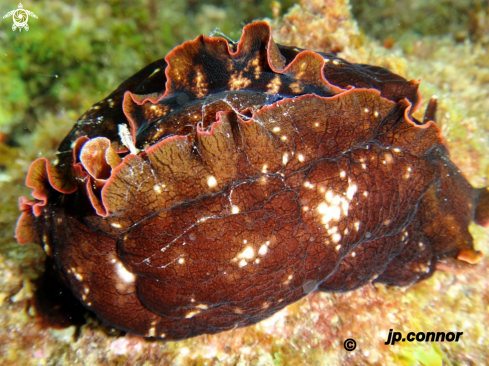 A Lièvre de Mer