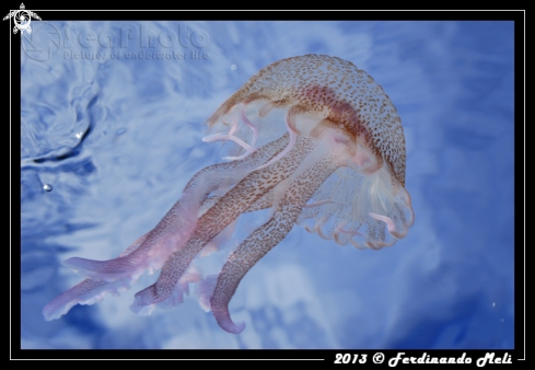 A Pelagia noctiluca | Jellyfish