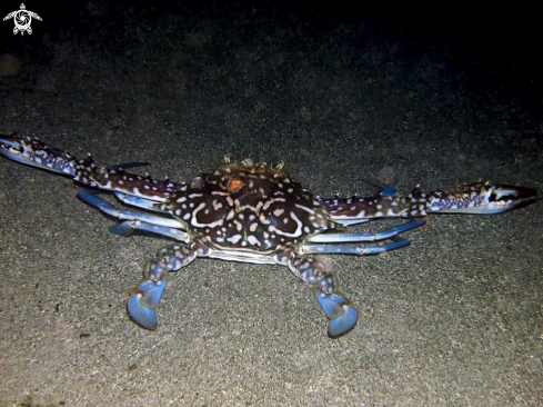 A crab