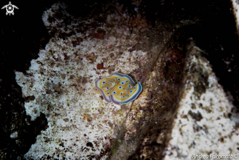 A Nudibranco