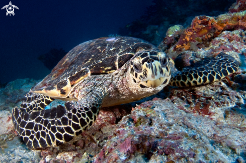 A Eretmochelys imbricata | Hawksbill Turtle