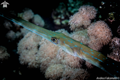 A Pesce Trombetta