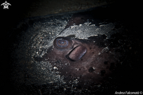 A Black Stingray