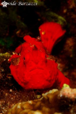 A Frogfish