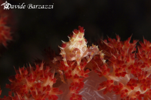 A Soft coral spider crab