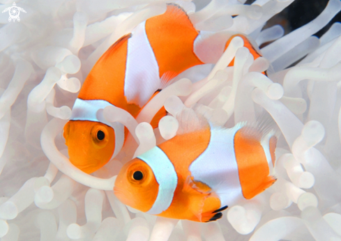 A Clown fishes