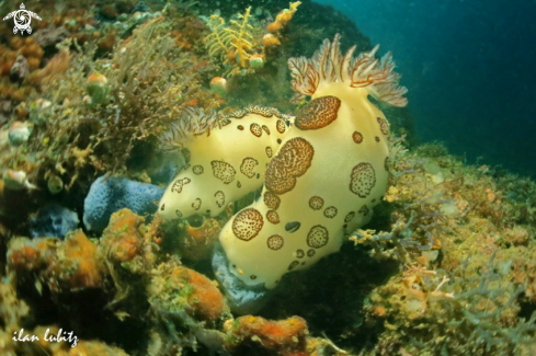 A Nudibranch