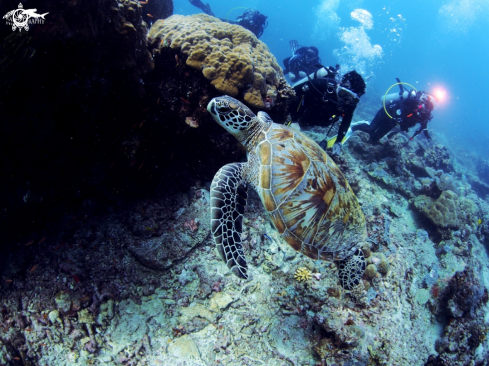 A Green sea turtle | Spiden's Celebrity - Green sea turtle