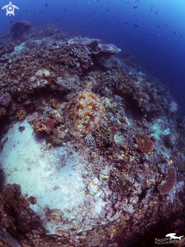 A Green sea turtle | Sea Turtle Journey Begin