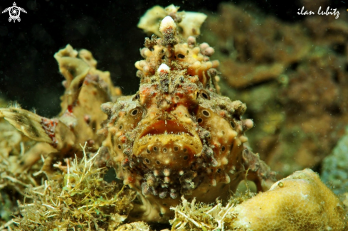 A frogfish