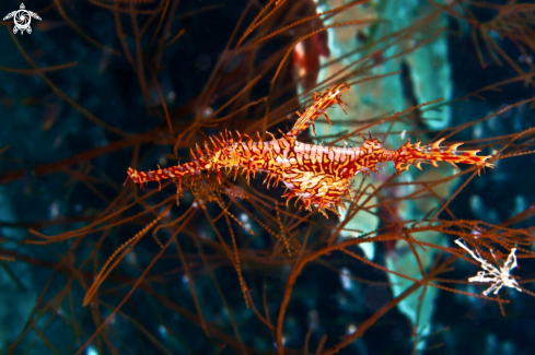 A  Harlequin Ghost Pipefish