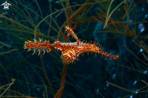 A  Harlequin Ghost Pipefish