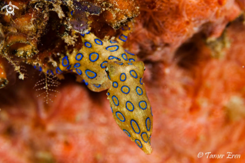 A Blue Ringed Octopus