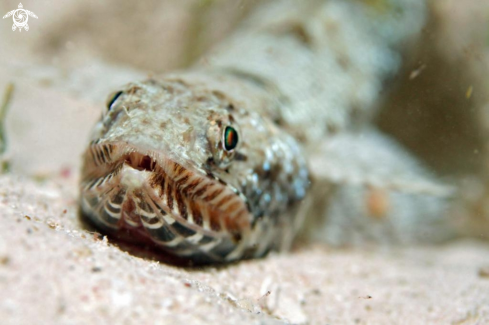 A Pesce lucertola