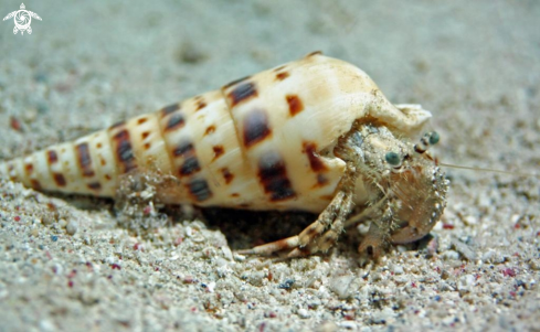 A Hermit Crab