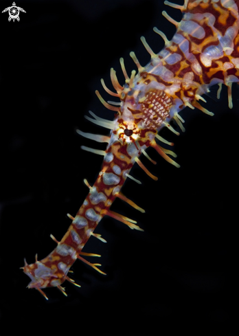 A Ornate Ghost Pipefish