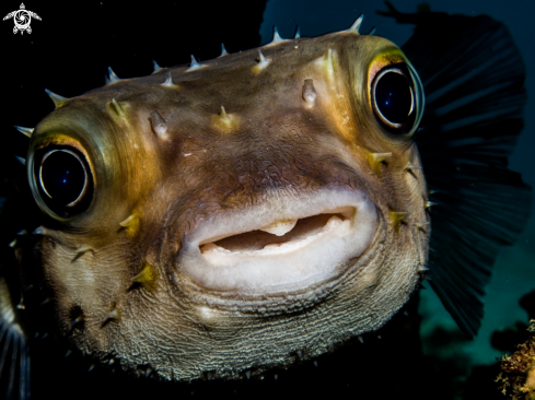 A underwater creature