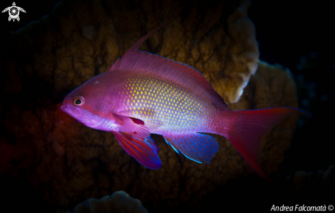 A Anthias