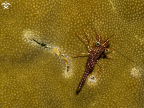 A underwater creature