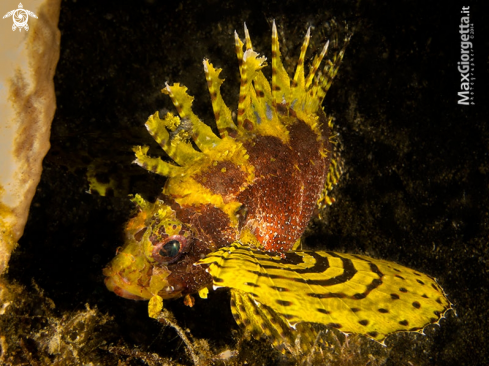 A Dendrochirus brachypterus (yellow variation) | Shortfin Lionfish